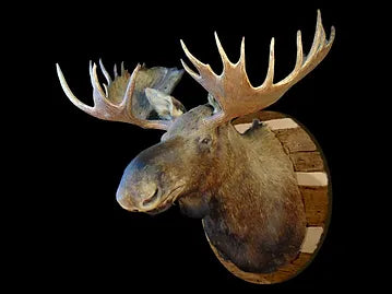 Moose Head