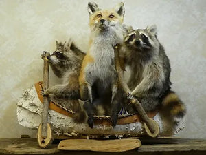 2 Racoons & 1 red fox Canoeing