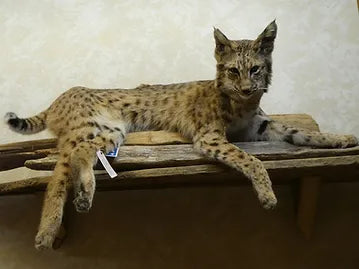 Bobcat W/ Pheasant