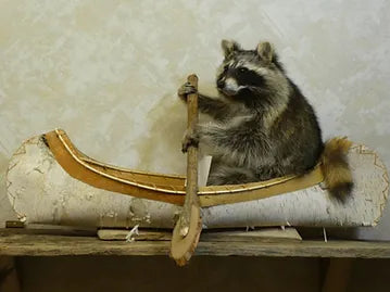 Single Racoon Canoeing