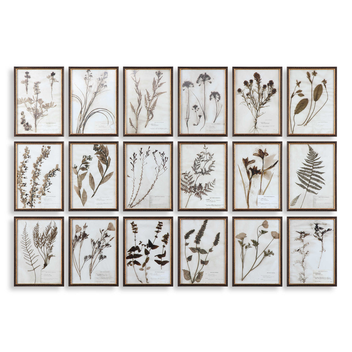 Botany Framed Prints, S/18