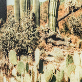 Saguaro Cacti Print